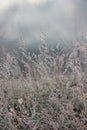 Spring landscape with gray dry grass and river with clouds reflection Royalty Free Stock Photo