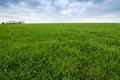 Spring landscape of green field with winter crops Royalty Free Stock Photo