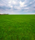 Spring landscape of green field with winter crops Royalty Free Stock Photo