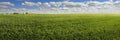 Spring landscape of green field with winter crops Royalty Free Stock Photo