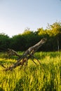 Spring landscape  green grass  wild flowers bloom. In the foreground is an old pruned tree. Time before sunset Royalty Free Stock Photo