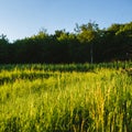 Spring landscape  green grass  wild flowers bloom. Time before sunset Royalty Free Stock Photo