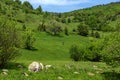 Spring landscape of Green Hills near village of Fotinovo in Rhodopes Mountain, Bulgaria Royalty Free Stock Photo