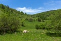 Spring landscape of Green Hills near village of Fotinovo in Rhodopes Mountain, Bulgaria Royalty Free Stock Photo