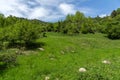 Spring landscape of Green Hills near village of Fotinovo in Rhodopes Mountain, Bulgaria Royalty Free Stock Photo