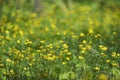 Spring landscape on a green meadow and lots of yellow buttercups