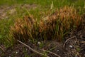 Spring landscape with green new sprout of reeds on burnt ground of marsh, wetlands after nature fire. Drought, climate change, hot Royalty Free Stock Photo