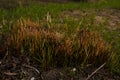 Spring landscape with green new sprout of reeds on burnt ground of marsh, wetlands after nature fire. Drought, climate change, hot Royalty Free Stock Photo