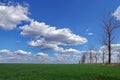 Spring landscape: green wheat field and blue sky with fluffy clouds. Beautiful background Royalty Free Stock Photo