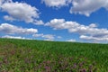 Spring landscape: green wheat field and blue sky with fluffy clouds. Beautiful background Royalty Free Stock Photo