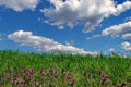 Spring landscape: green wheat field and blue sky with fluffy clouds. Beautiful background Royalty Free Stock Photo