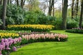 Spring landscape in KÃÂ¶kenhof flower park in the Netherlands Golland Royalty Free Stock Photo