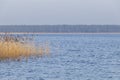 Spring landscape with lake overgrown with reeds near the coast, nature background with dry reed grass Royalty Free Stock Photo