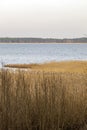 Spring landscape with lake overgrown with reeds near the coast, nature background with dry reed grass Royalty Free Stock Photo