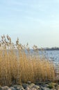 Spring landscape with lake overgrown with reeds near the coast, nature background with dry reed grass Royalty Free Stock Photo