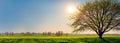 A spring landscape with a large budding tree in the foreground Royalty Free Stock Photo