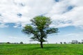 Spring landscape lonely green oak tree on a green field of lush grass against a blue sky background of sun rays and Royalty Free Stock Photo