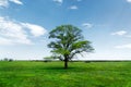 Spring landscape lonely green oak tree on a green field of lush grass against a blue sky background of sun rays and Royalty Free Stock Photo