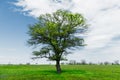 Spring landscape lonely green oak tree on a green field of lush grass against a blue sky background of sun rays and Royalty Free Stock Photo