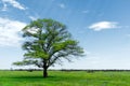 Spring landscape lonely green oak tree on a green field of lush grass against a blue sky background of sun rays and Royalty Free Stock Photo