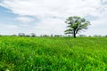 Spring landscape lonely green oak tree on a green field of lush grass against a blue sky background of sun rays and Royalty Free Stock Photo