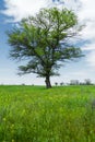 Spring landscape lonely green oak tree on a green field of lush grass against a blue sky background of sun rays and Royalty Free Stock Photo