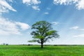 Spring landscape lonely green oak tree on a green field of lush grass against a blue sky background of sun rays and Royalty Free Stock Photo