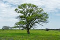 Spring landscape lonely green oak tree on a green field of lush grass against a blue sky background of sun rays and Royalty Free Stock Photo