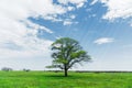 Spring landscape lonely green oak tree on a green field of lush grass against a blue sky background of sun rays and Royalty Free Stock Photo