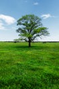 Spring landscape lonely green oak tree on a green field of lush grass against a blue sky background of sun rays and Royalty Free Stock Photo