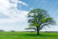 Spring landscape lonely green oak tree on a green field of lush grass against a blue sky background of sun rays and Royalty Free Stock Photo