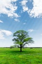 Spring landscape lonely green oak tree on a green field of lush grass against a blue sky background of sun rays and Royalty Free Stock Photo