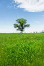 Spring landscape lonely green oak tree on a green field of lush grass against a blue sky background of sun rays and Royalty Free Stock Photo