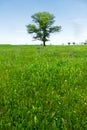 Spring landscape lonely green oak tree on a green field of lush grass against a blue sky. The concept of ecology Royalty Free Stock Photo