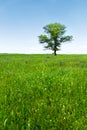Spring landscape lonely green oak tree on a green field of lush grass against a blue sky. The concept of ecology Royalty Free Stock Photo