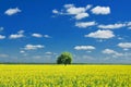 Spring Landscape, Lonely tree and Colza Field