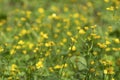 Spring landscape with many blooming and intertwining yellow buttercups