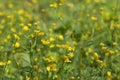 Spring landscape with many blooming and intertwining yellow buttercups