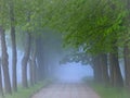 Spring landscape. Misty morning in Lithuania.