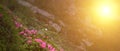 Spring landscape in mountains with Flower of a rhododendron and the morning sun. Panoramic view Royalty Free Stock Photo