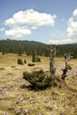 Spring landscape in th Carpathians Royalty Free Stock Photo