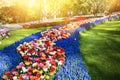 Spring landscape with multicolor flowers. Nature background