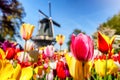 Spring landscape with multicolor tulips