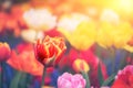 Spring landscape with multicolor tulips