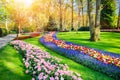 Spring landscape with multicolor tulips