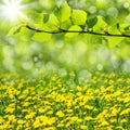 Spring landscape Royalty Free Stock Photo