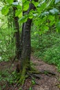 Spring landscape of Nera Gorges Natural Park, Romania, Europe