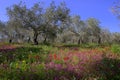 Spring landscape. Olive trees and poppies.