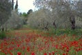 Spring landscape. Olive trees and poppies.