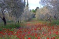Spring landscape. Olive trees and poppies.
